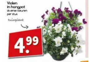 violen in hangpot