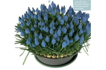 muscari big smile