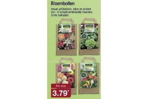 bloembollen