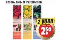 rozen sier of fruitplanten