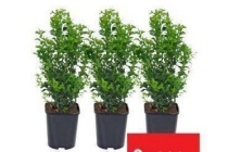 diverse maten buxus