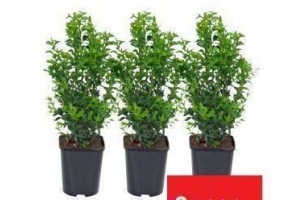 diverse maten buxus