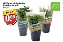 verse biologische kruiden in pot