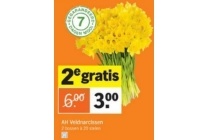 ah veldnarcissen