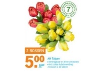 ah tulpen