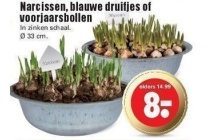 narcissen blauwe druifjes of voorjaarsbollen