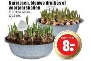 narcissen blauwe druifjes of voorjaarsbollen