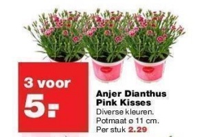 anjer dianthus pink kisses