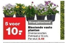 bloeiende vaste planten