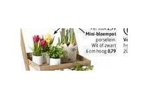 mini bloempot nu eur0 79