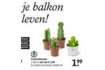 cactuskaarsen nu eur1 99