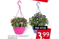 violen in hangpot