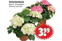 grote hortensia