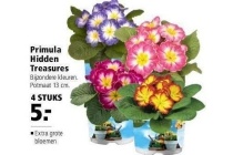 primula hidden treasures