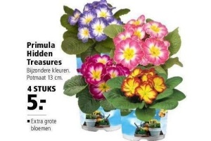 primula hidden treasures