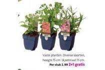 vaste planten