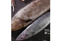 bonito