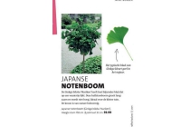 japanse notenboom