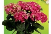 kamerhortensia