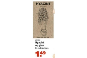 hyacint op glas