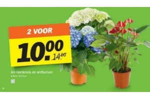 ah hortensia en anthurium