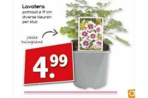 lavatera