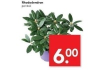 rhodondendron nu eur6 00 per stuk