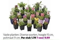 vaste planten