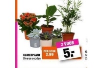 kamerplant