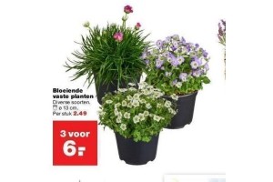 bloeiende vaste planten