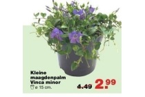 kleine maagdenpalm vinca minor