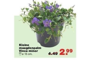 kleine maagdenpalm vinca minor