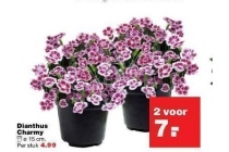 dianthus charmy