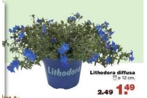 lithodora diffusa