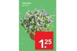 aubrieta