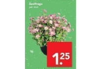 saxifraga