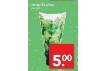 hortensia pluim