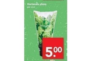 hortensia pluim