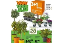 alle vaste planten en lavendel nu 3 1 gratis