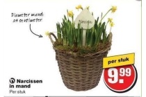 narcissen in mand