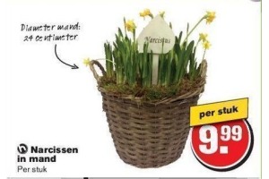 narcissen in mand