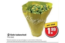 gele kalanchoe