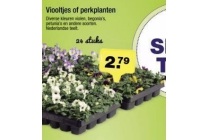 viooltjes of perkplanten