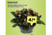 kalanchoe