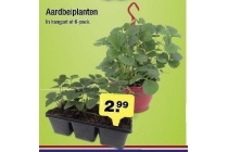 aardbeiplanten