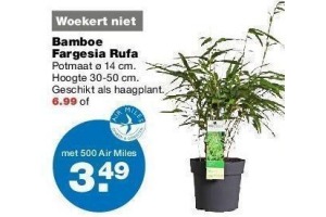 bamboe fargesia rufa