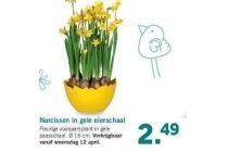 narcissen in gele eierschaal