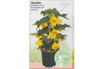 abutilon