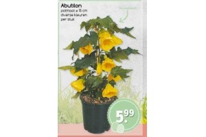 abutilon