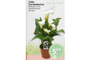 calla zantedeschia